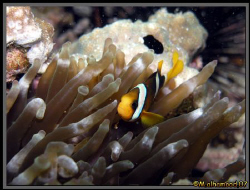 Anemonefish I took this pic Jana Island with Olympus C808... by Mohammed Al Hamood 